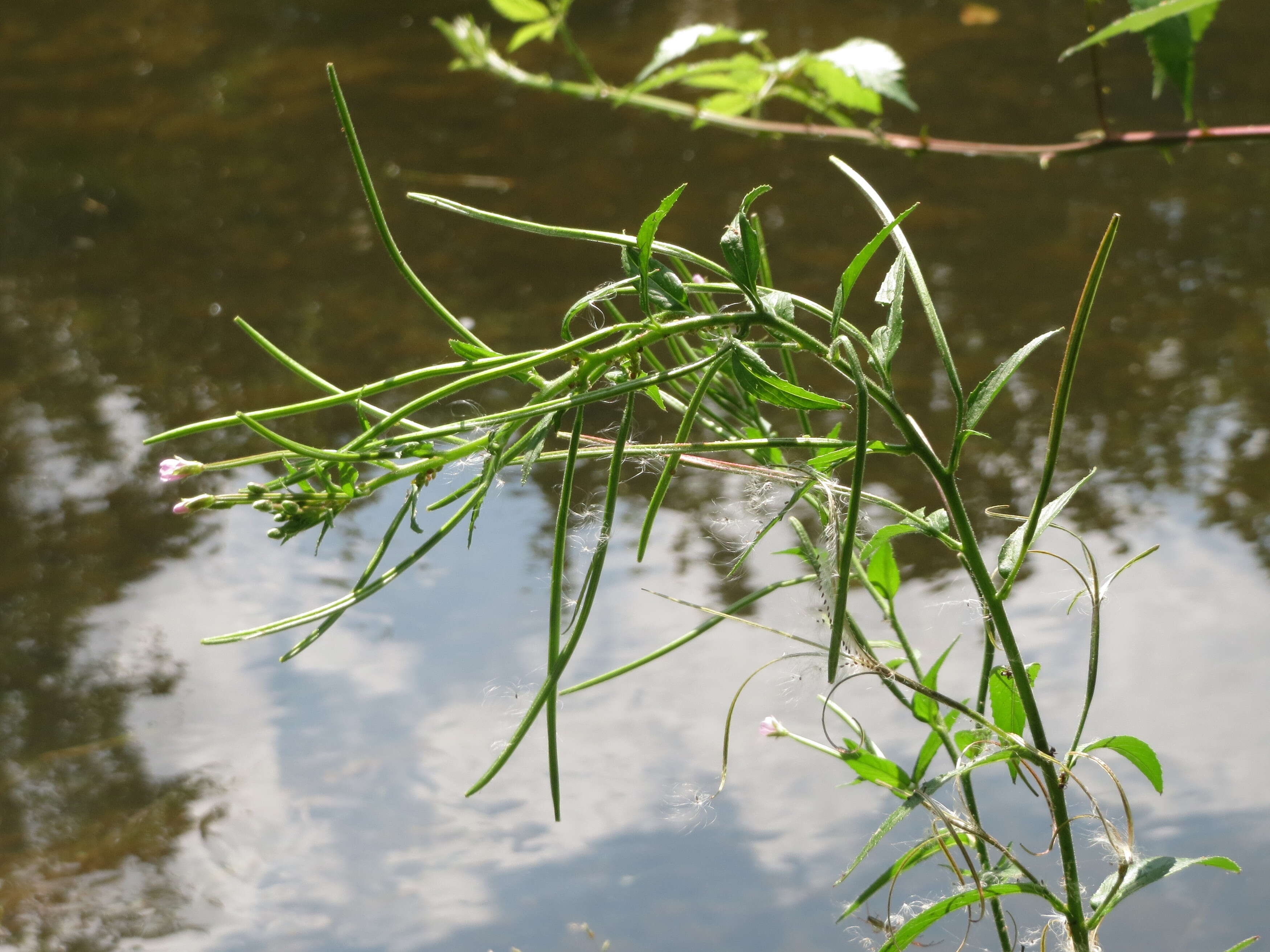 Image of Great Willowherb