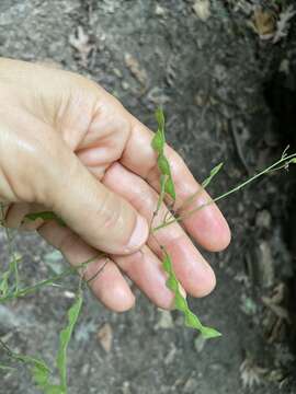 Image of perplexed ticktrefoil