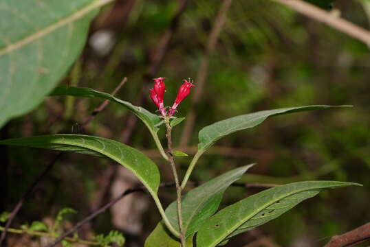 Image of purple cestrum