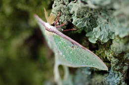 Image of Luna Moth