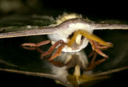 Image of Luna Moth