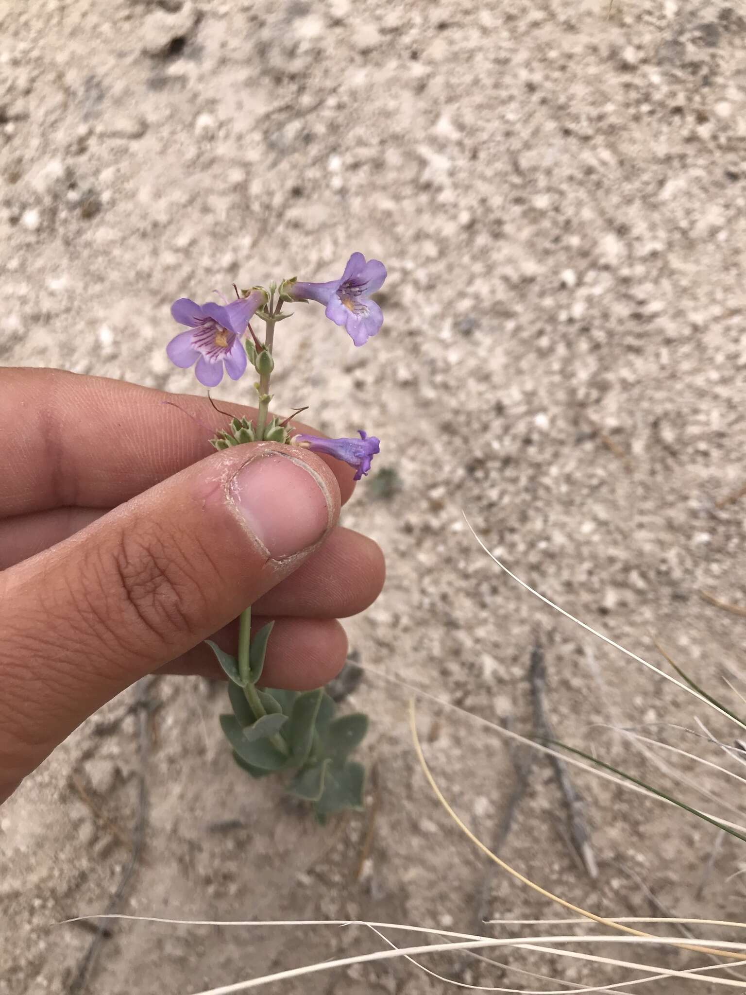 Image of Penstemon lentus var. lentus