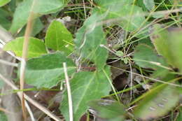 Image of Knowltonia vesicatoria subsp. humilis H. Rasmussen