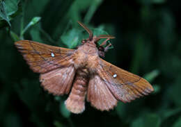 Image of Plum Lappet