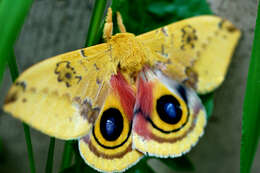 Image of Io Moth