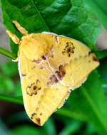 Image of Io Moth