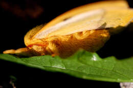 Image of Io Moth