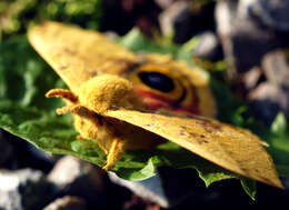 Image of Io Moth