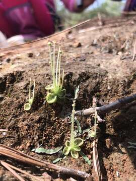 Image of Pinguicula crenatiloba DC.