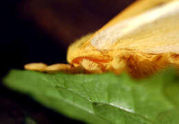 Image of Io Moth