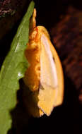 Image of Io Moth