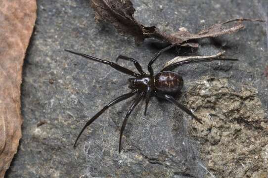 Image of Steatoda