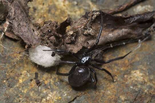 Image of Cobweb weaver