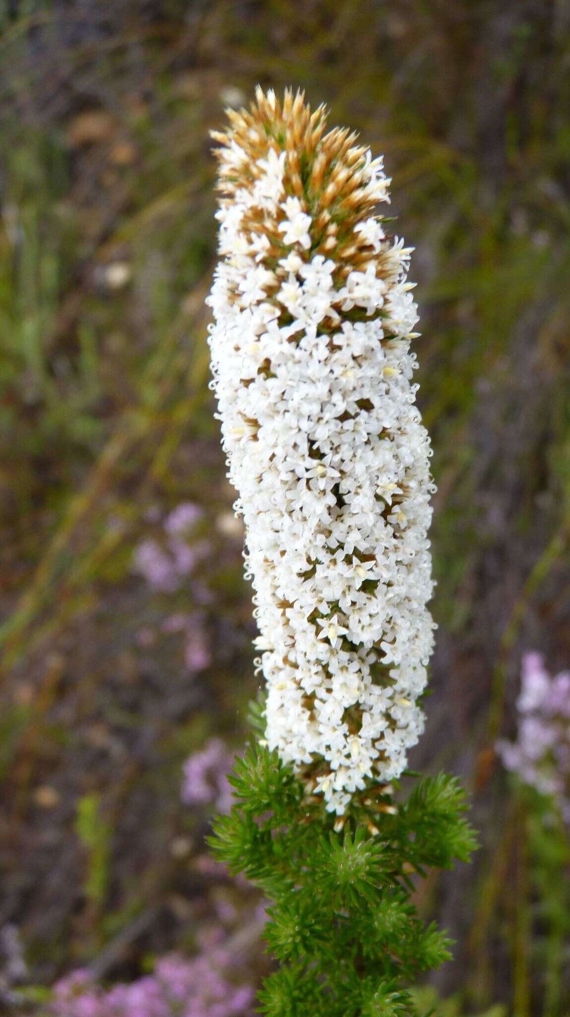 Image of Stoebe alopecuroides (Lam.) Less.