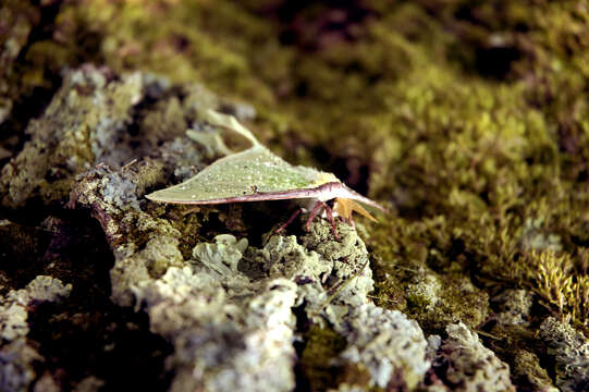 Image of Luna Moth