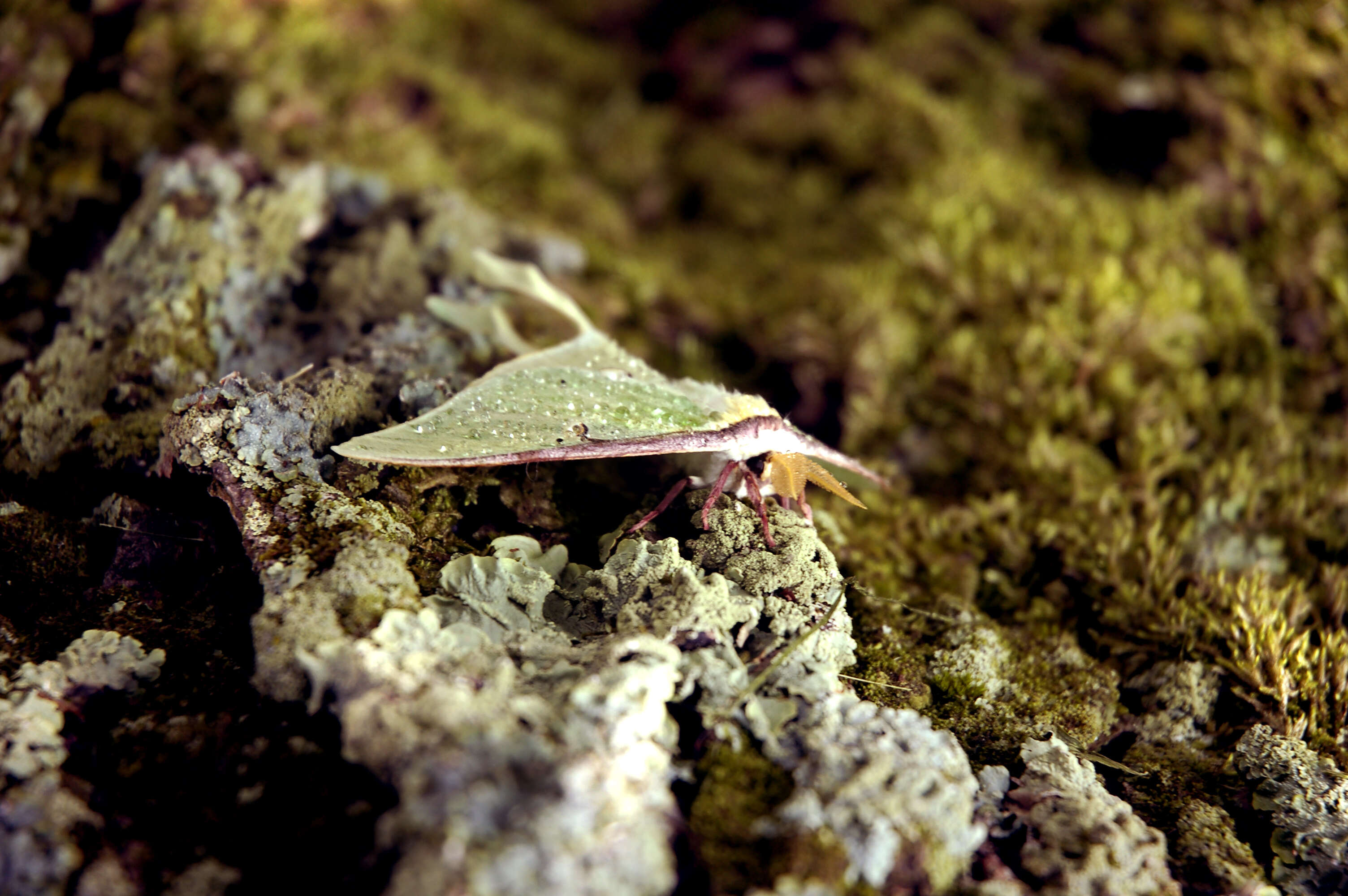 Image of Luna Moth