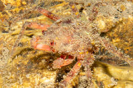 Image of rugose spider crab