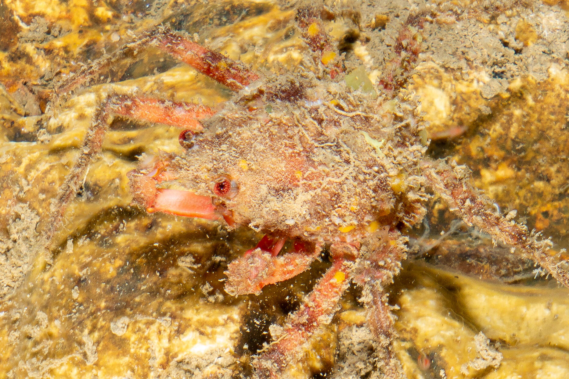 Image of rugose spider crab