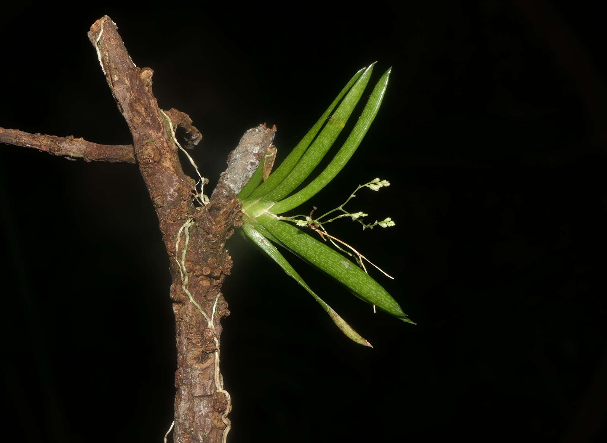 Image of Trizeuxis falcata Lindl.