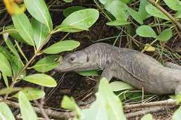 Image of Bengal Monitor Lizard