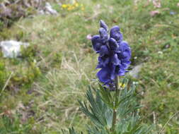 Слика од Aconitum napellus subsp. vulgare Rouy & Fouc.