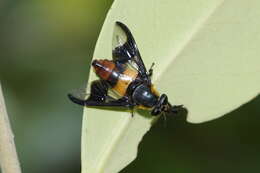 Image of horse and deer flies