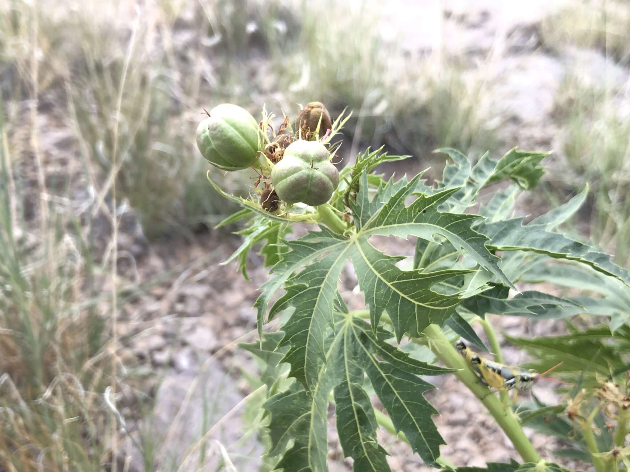 Слика од Jatropha macrorhiza Benth.