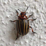 Image of Colorado potato beetle