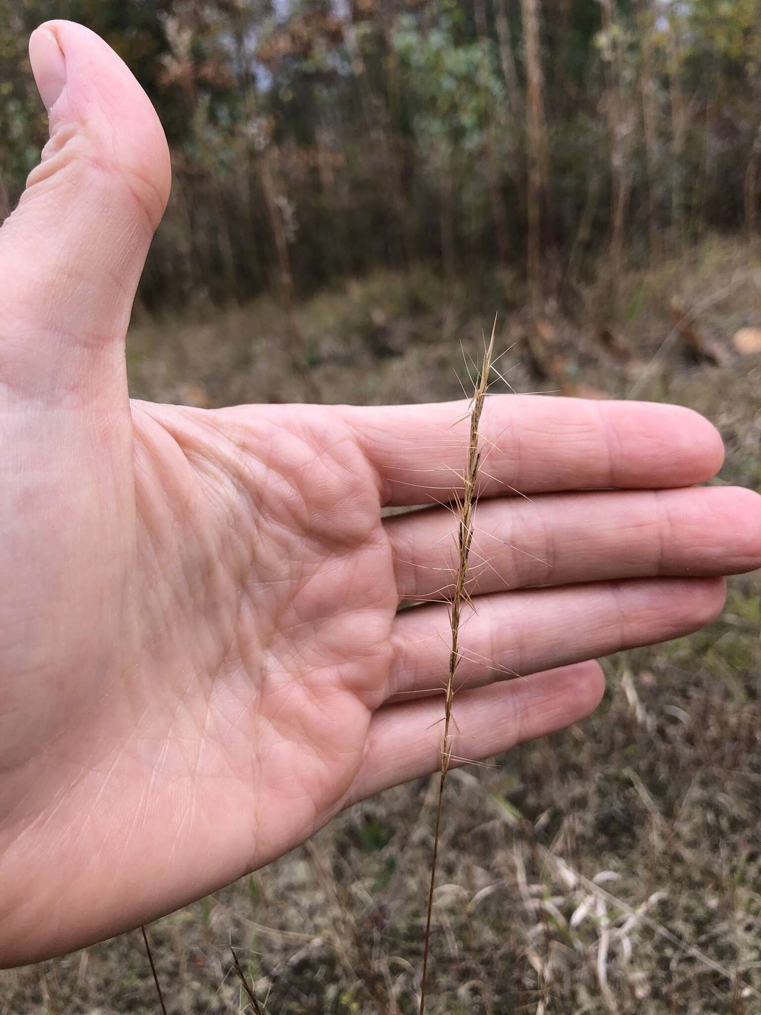 Imagem de Aristida longespica Poir.