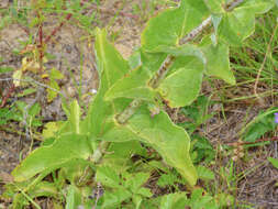 صورة Penstemon murrayanus Hook.