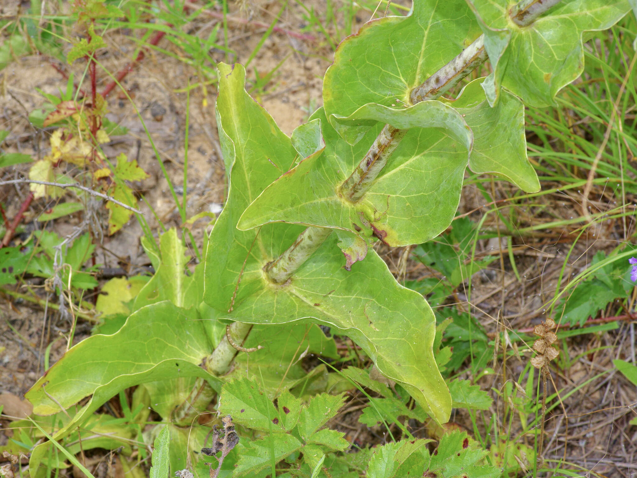 صورة Penstemon murrayanus Hook.