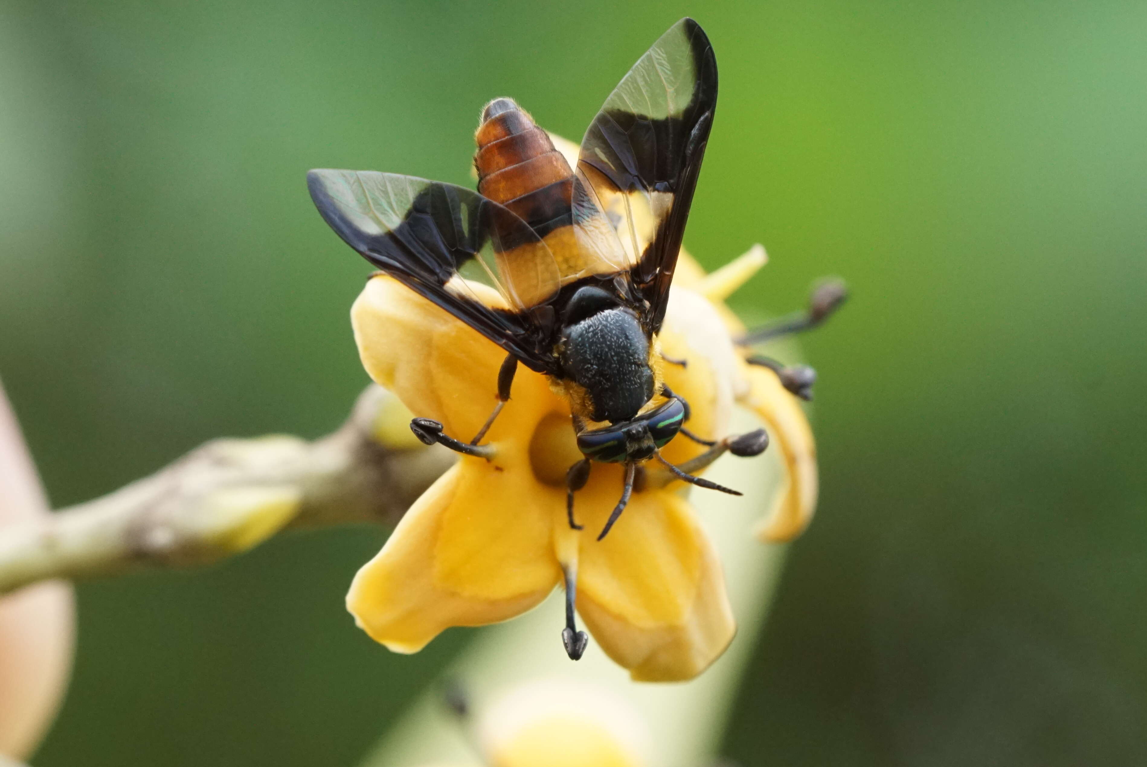 Image of horse and deer flies