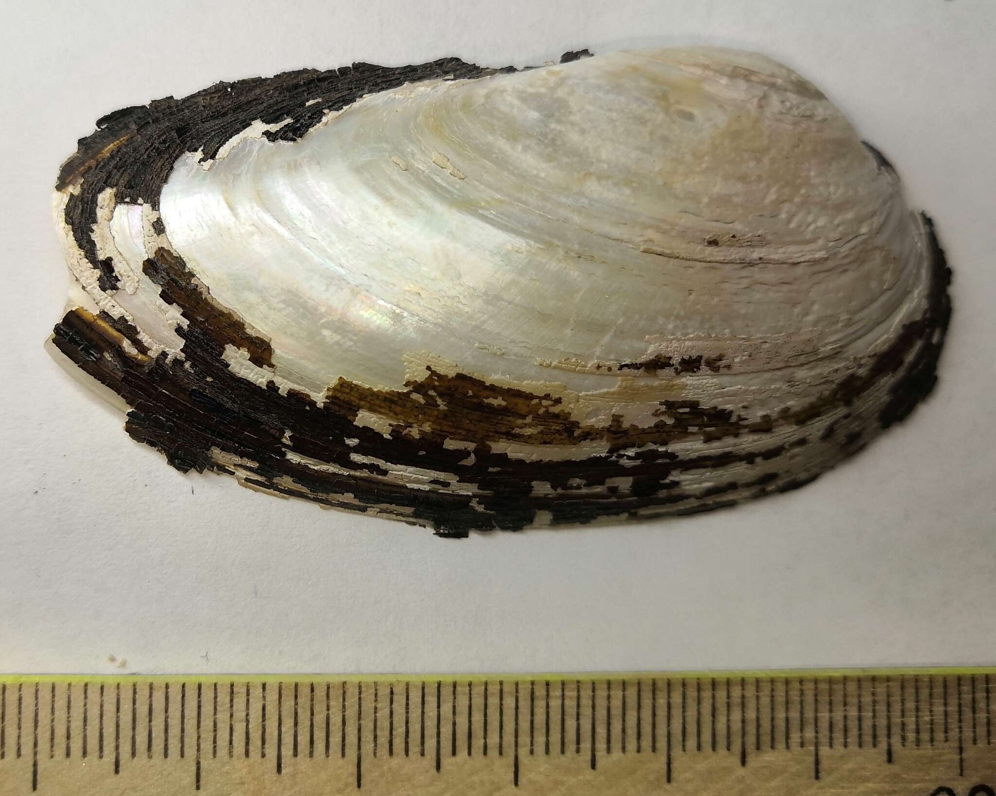 Image of Swollen River Mussel