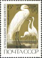 Image of Great Egret