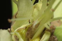 Image of Erythrina gall wasp
