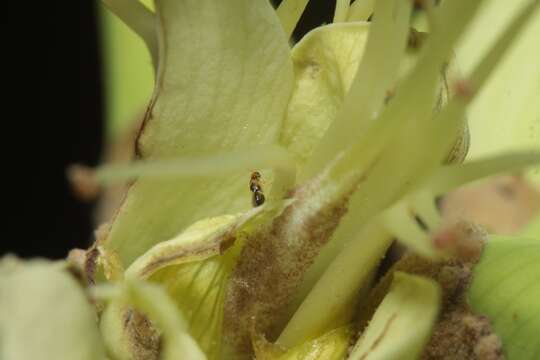 Image de Quadrastichus erythrinae Kim 2004