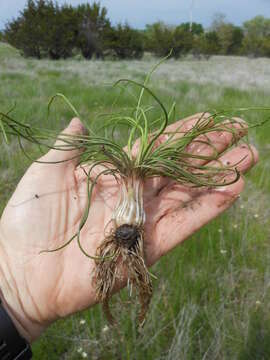 Image of Limestone Quillwort