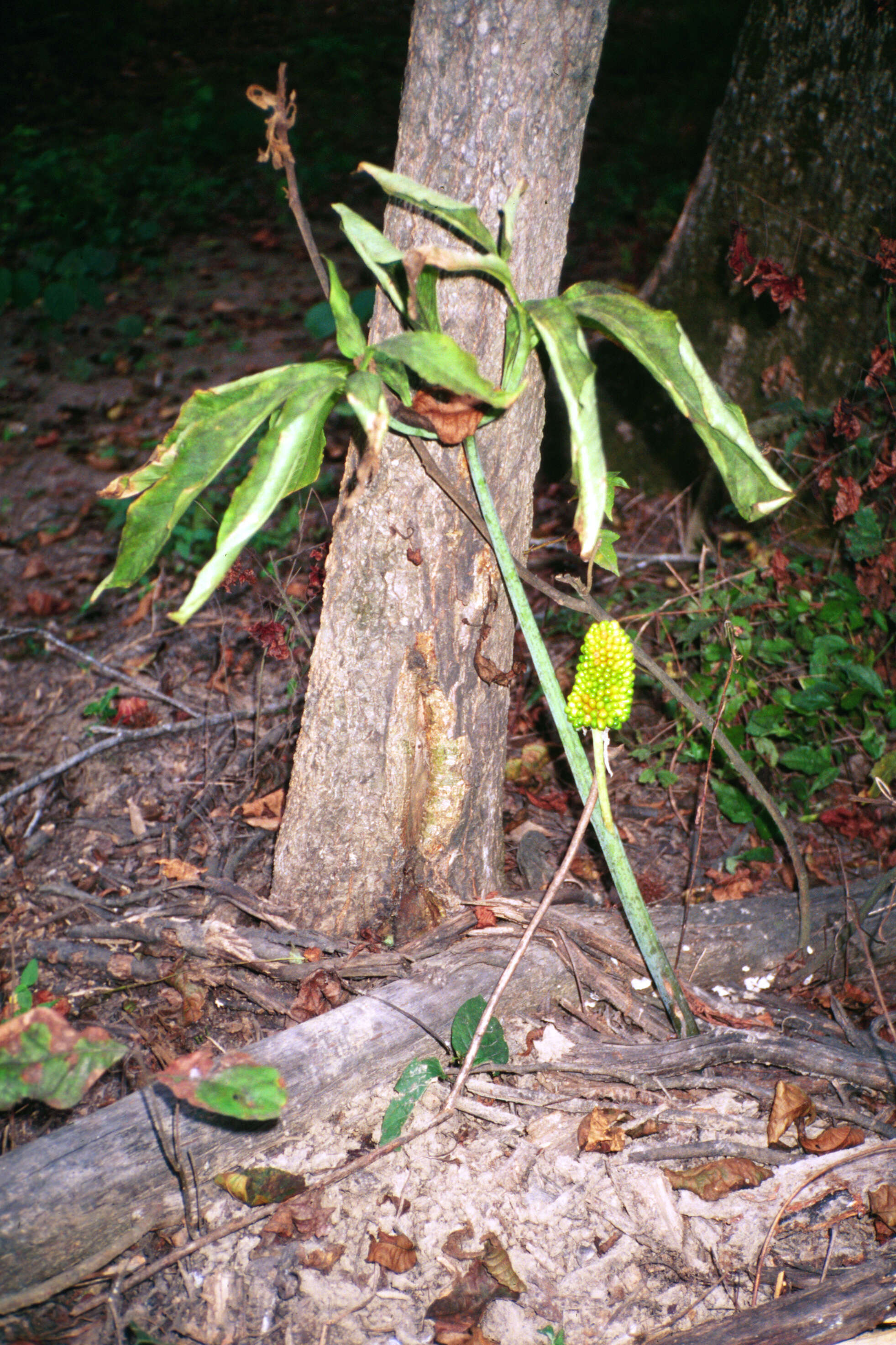 Image of green dragon