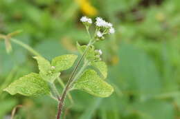 Image of tropical whiteweed