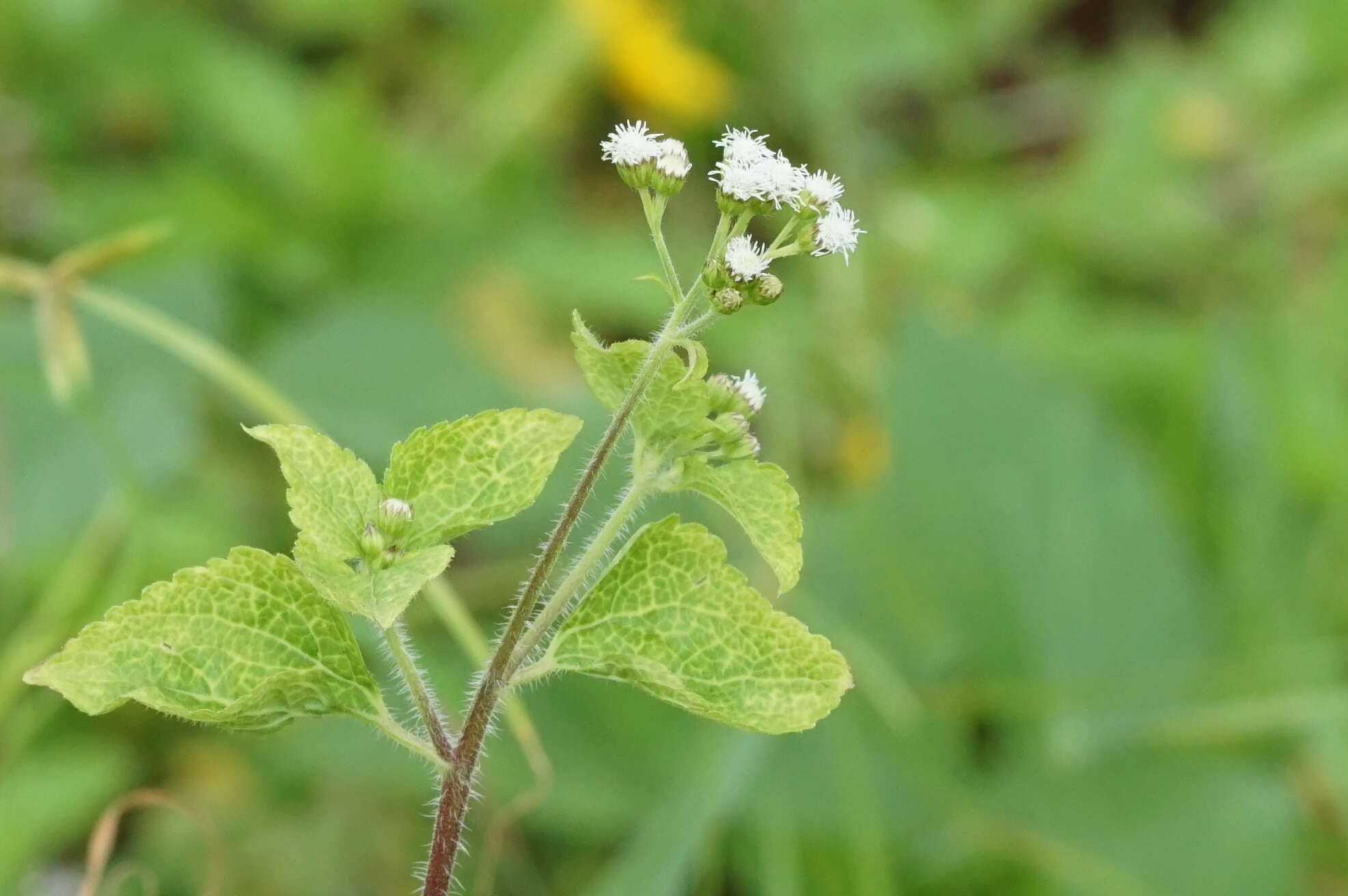 Image of tropical whiteweed