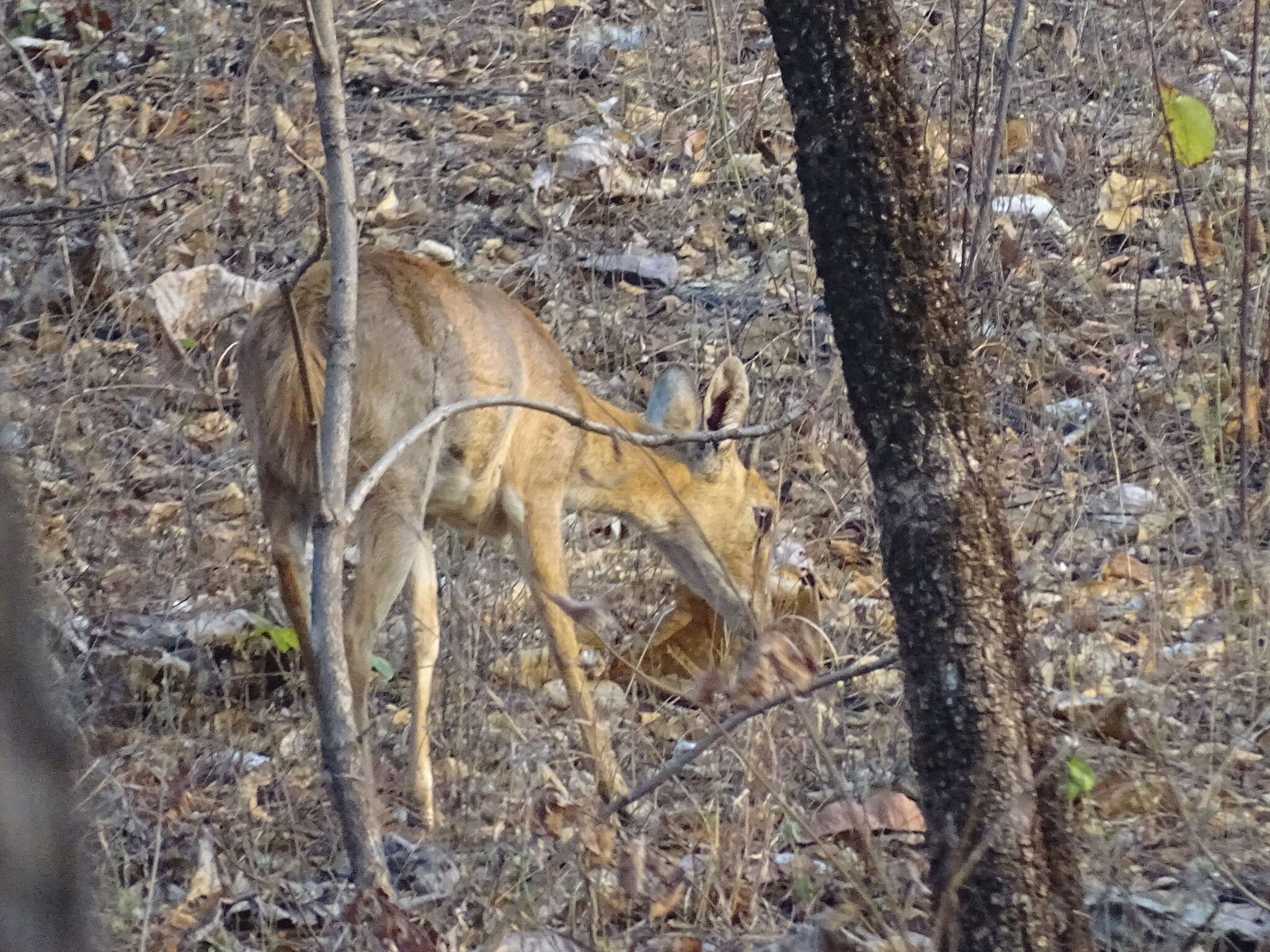 Image of Four-horned Antelope