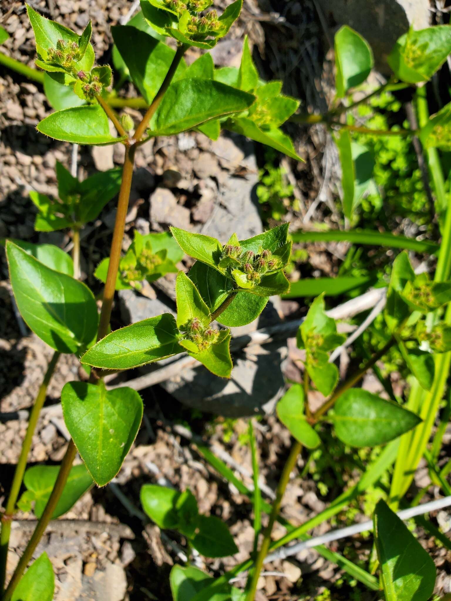 Mirabilis elegans (Choisy) Heimerl resmi