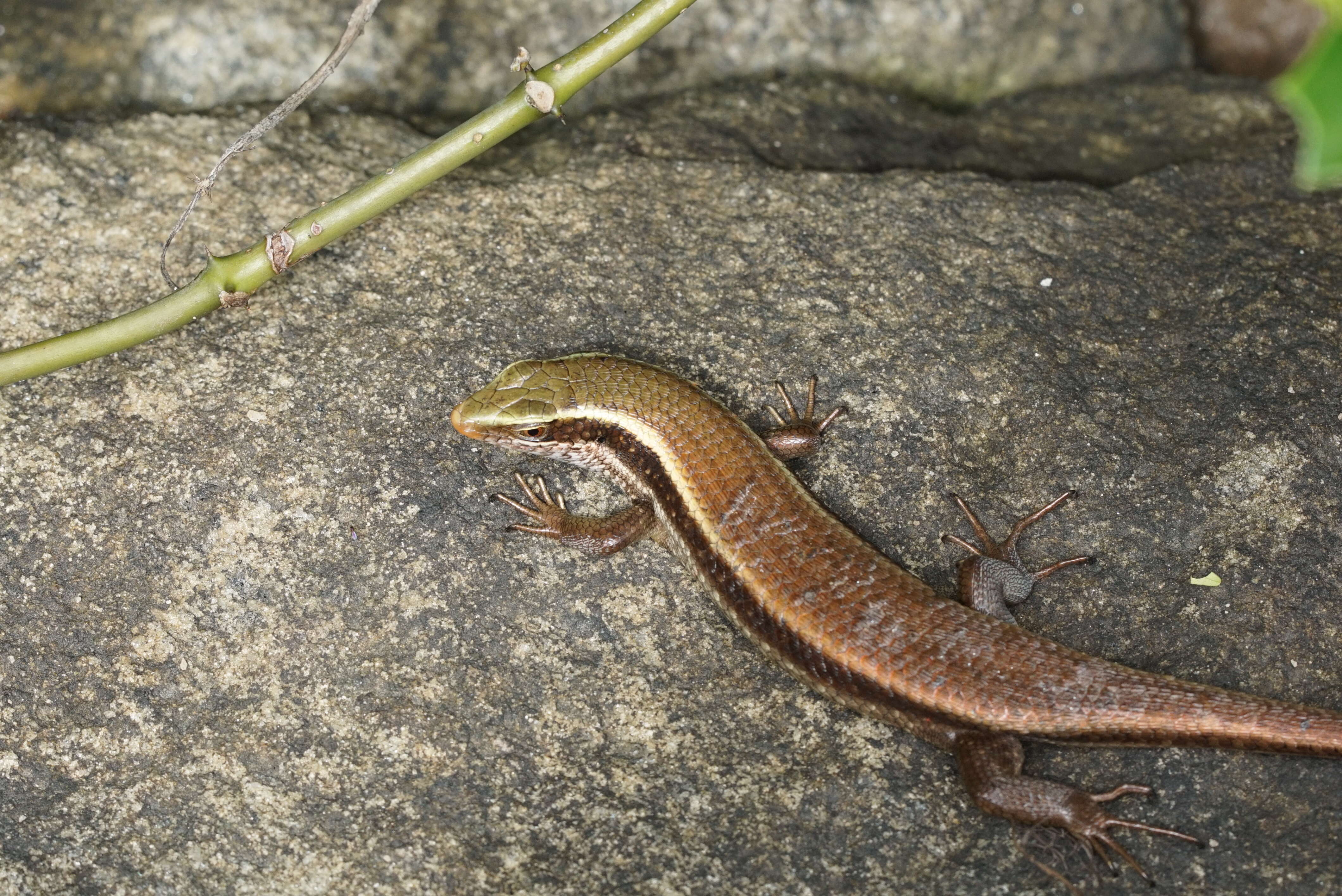 Imagem de Eutropis carinata (Schneider 1801)