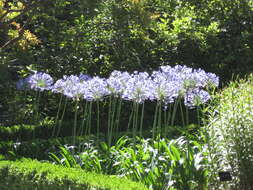 Imagem de Agapanthus africanus (L.) Hoffmanns.