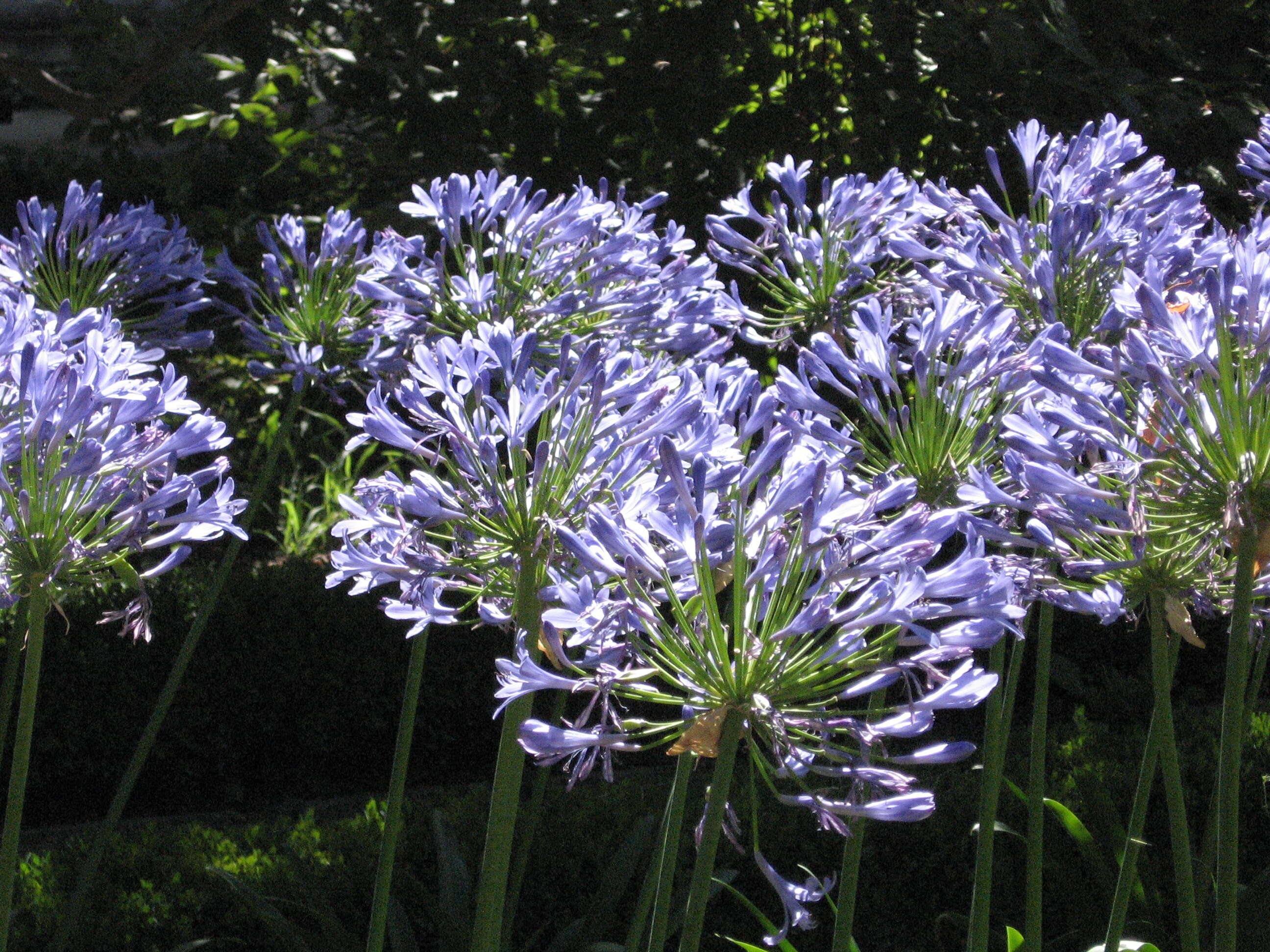 Imagem de Agapanthus africanus (L.) Hoffmanns.