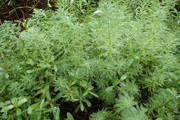 Image of parrot feather watermilfoil