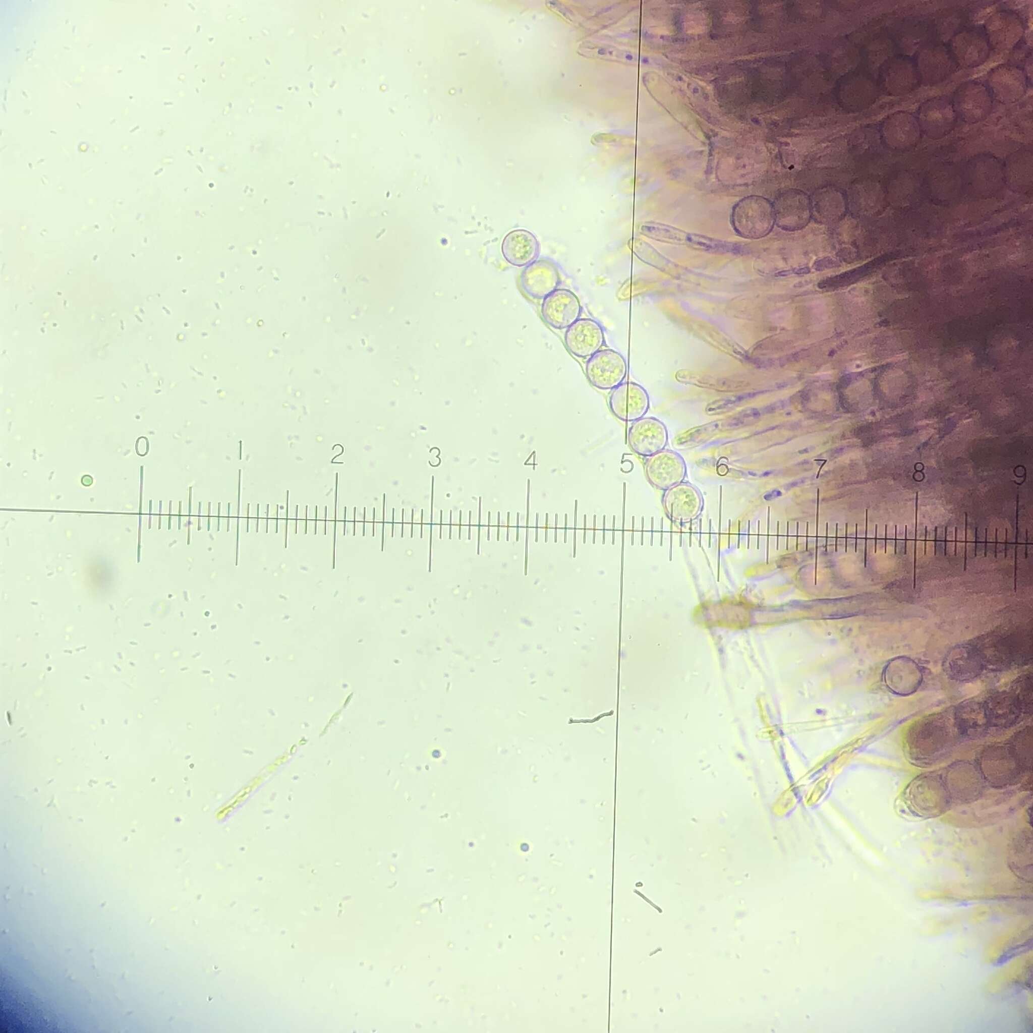 صورة Marcelleina atroviolacea Brumm. 1967