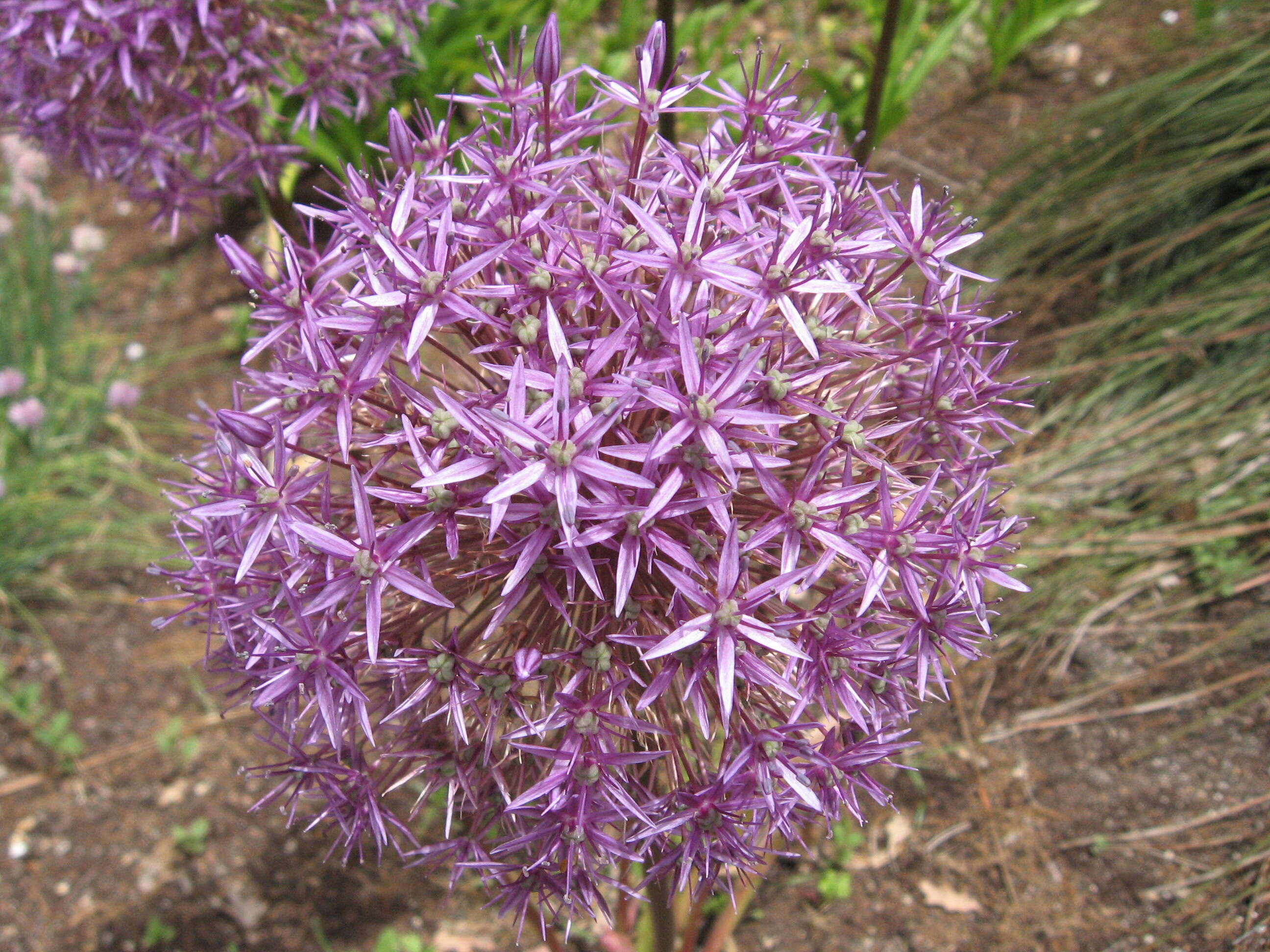 Image of Allium giganteum Regel