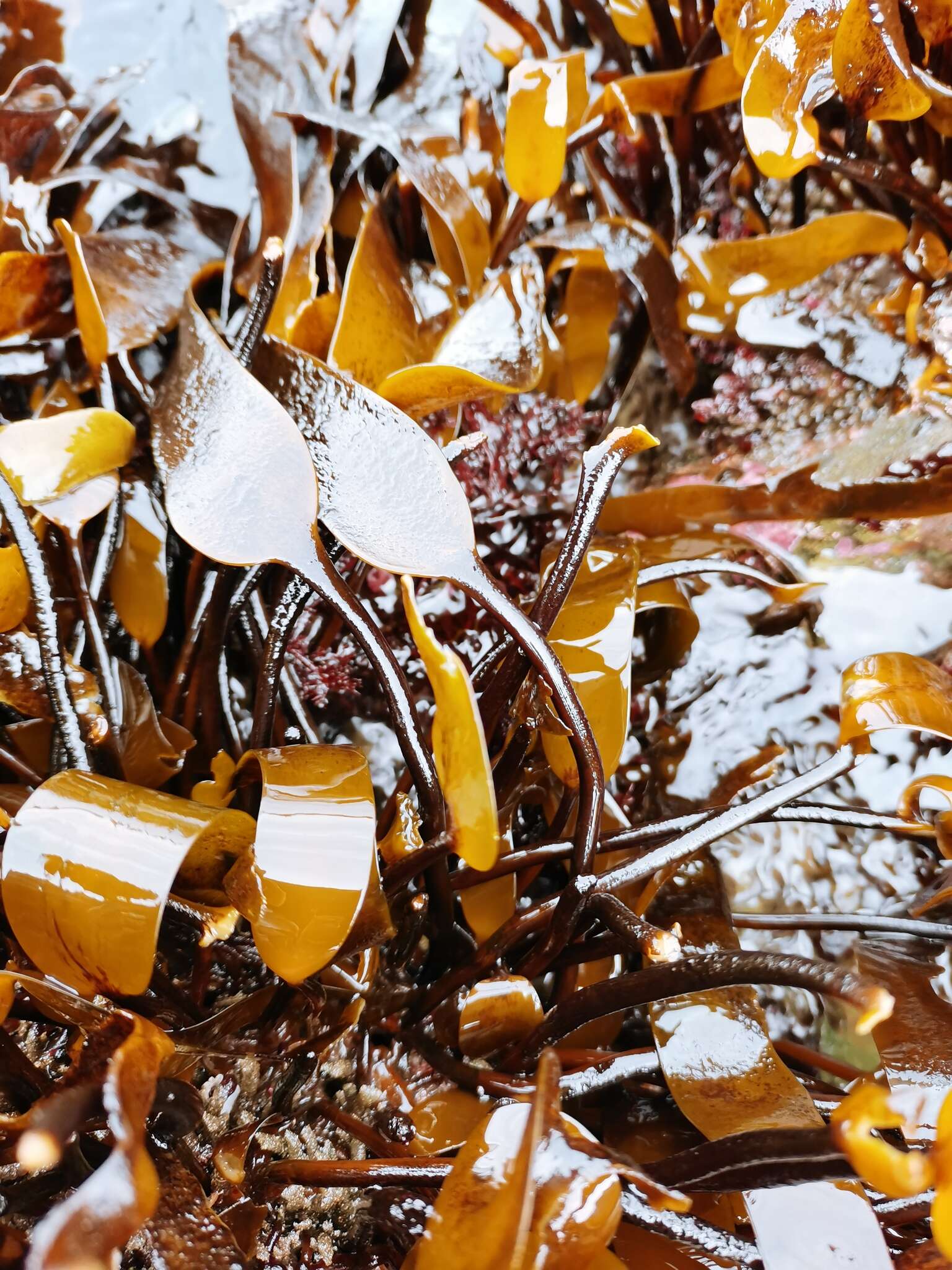 Image de Laminaria longipes Bory de Saint-Vincent 1826