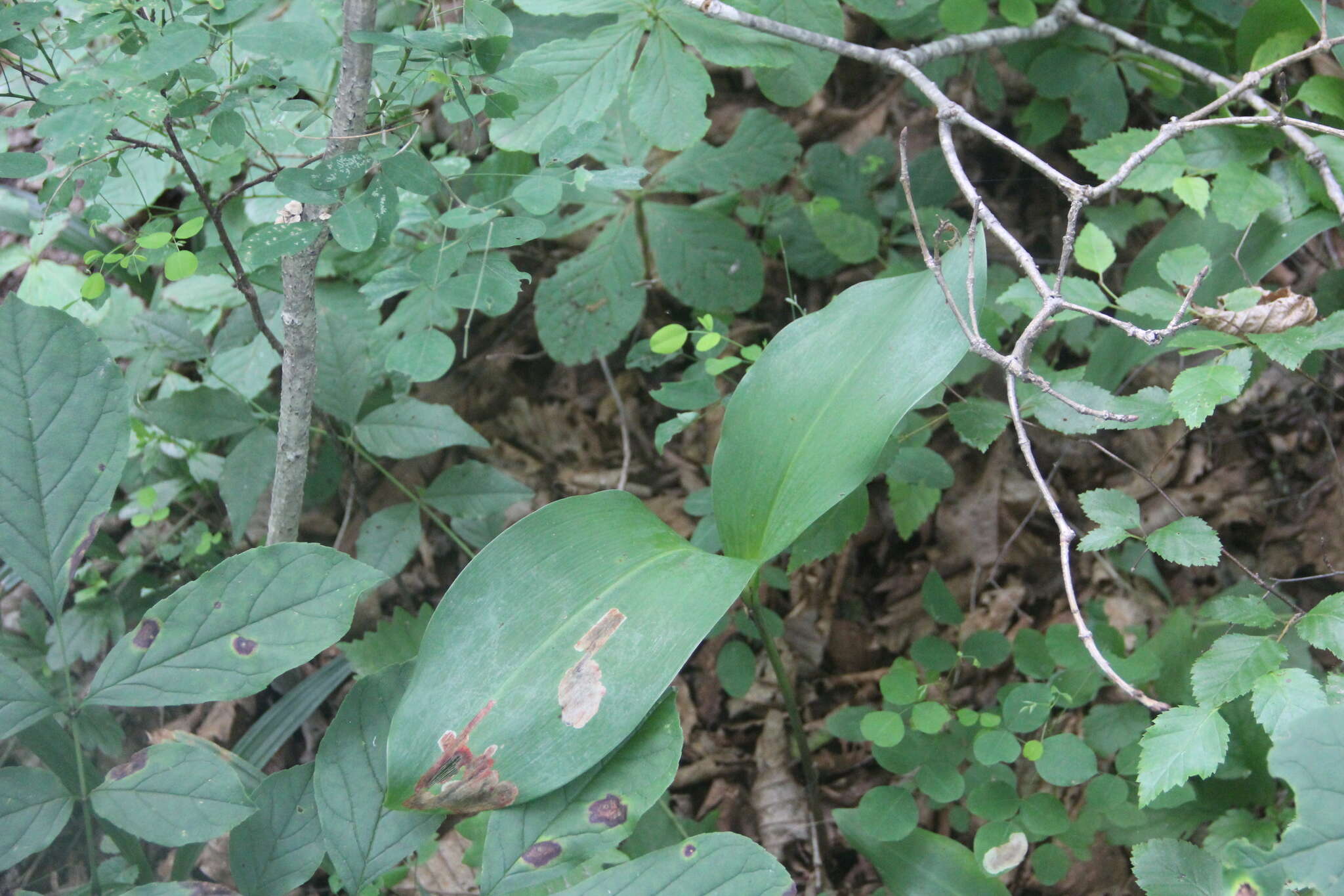 Image of Convallaria keiskei Miq.